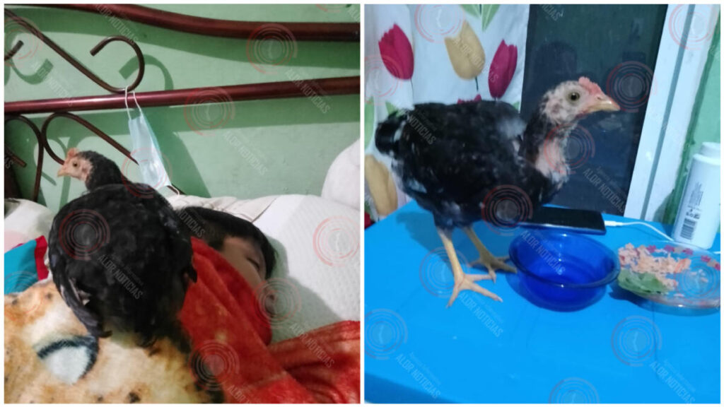 Familia pierde a su Chicken y ahora lo busca en la colonia Las Tinas de Jaltipan.