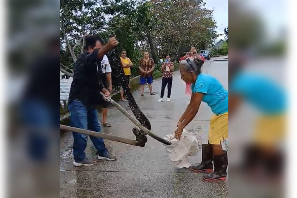 Capturan vecinos de Tiburoneros una serpiente orchan de dos metros; la regresan a su hábitat en Las Choapas Capturan vecinos de Tiburoneros una serpiente orchan de dos metros; la regresan a su hábitat en Las Choapas
