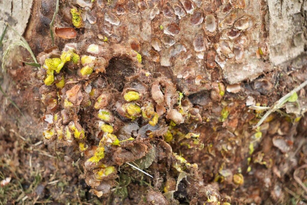 Plaga de gusano Acharia Pauper se extiende a otros municipios del Sur de Veracruz: piden apoyo de gobierno Estatal para combatirlo. Plaga de gusano Acharia Pauper se extiende a otros municipios del Sur de Veracruz: piden apoyo de gobierno Estatal para combatirlo.