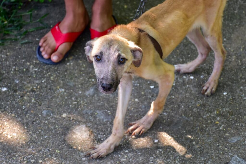 Realiza Gobierno de Coatzacoalcos visitas de seguimiento para garantizar bienestar animal.