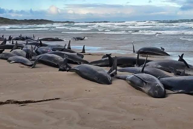 VIDEO: Más de 150 fal$@s orcas quedan varadas en Australia. VIDEO: Más de 150 fal$@s orcas quedan varadas en Australia.
