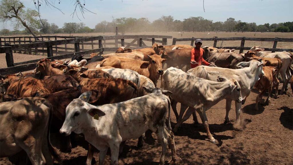 Reportan brote de gusano barrenador en Tabasco; 4 animales infectados.