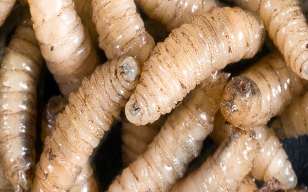 Honduras confirma el primer caso en el país de gusano barrenador en humanos. Honduras confirma el primer caso en el país de gusano barrenador en humanos.