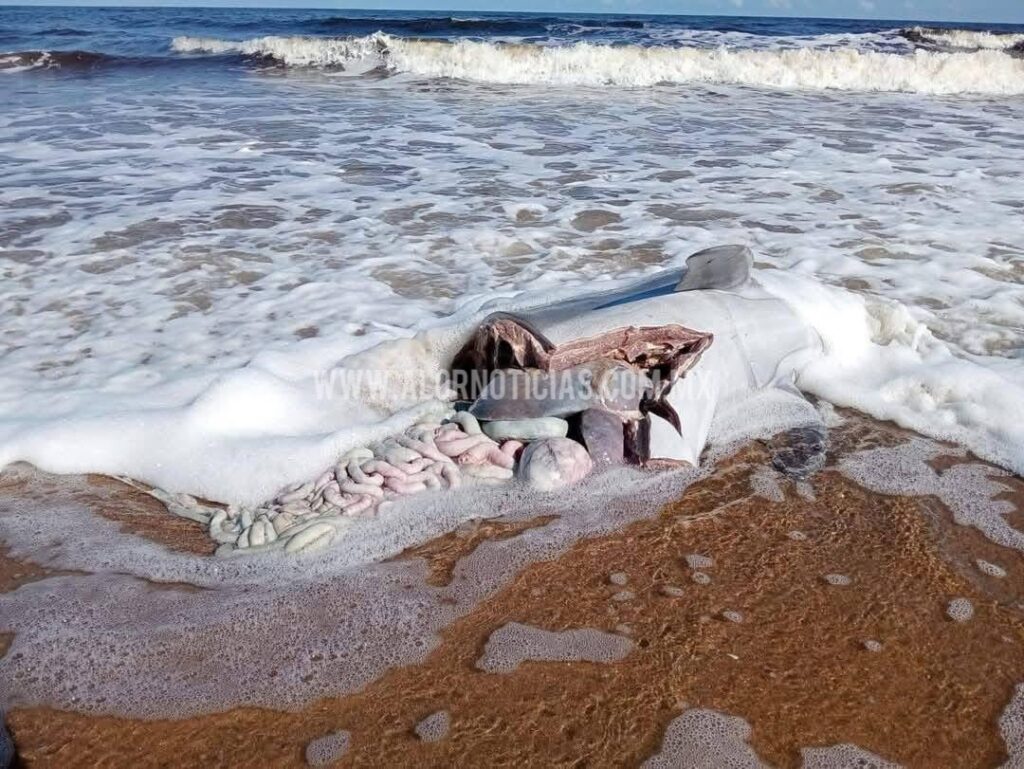 Localizan un delfín cerc3n4d0 en playa de Agua Dulce. Localizan un delfín cerc3n4d0 en playa de Agua Dulce.