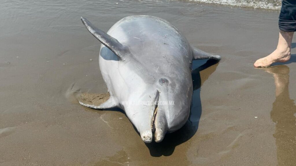 Delfín muerto aparece en la playa de Coatzacoalcos: presunta muerte por corte en su aleta trasera.