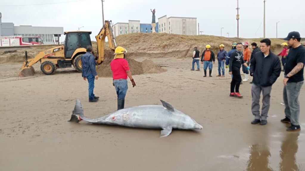 Un delfín muerto fue encontrado en las playas de Coatzacoalcos
