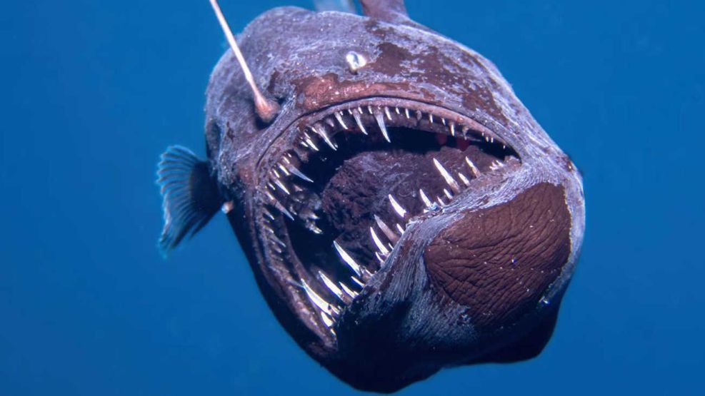 ¡Inédito! Captan a pez diablo negro en plena luz del día en España; vive a más de 2 mil metros de profundidad ¡Inédito! Captan a pez diablo negro en plena luz del día en España; vive a más de 2 mil metros de profundidad