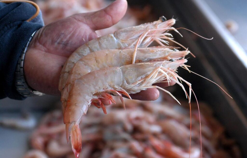 Exhorta IMSS Veracruz Sur a prevenir enfermedades por consumo de pescados y mariscos.