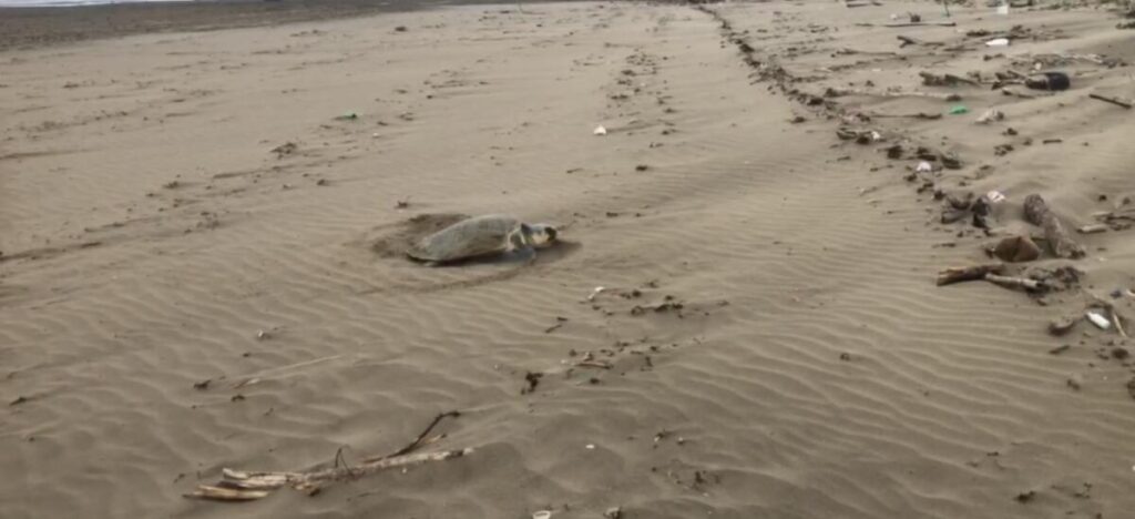 VIDEO: Tortuga desova en playa de Coatzacoalcos.