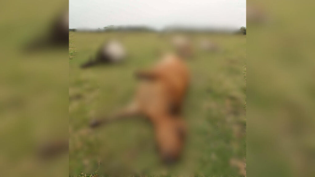 Ganaderos del sur de Veracruz aseguran que no hay problemas con pollinaza contaminada y mantienen control sobre el gusano barrenador.