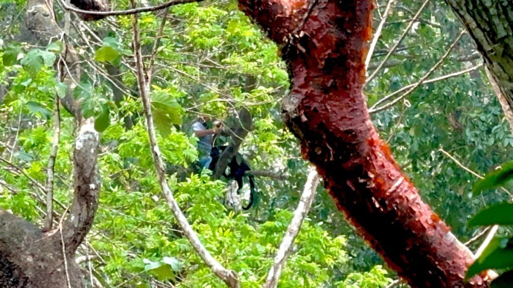 Monitorean al mono aullador en el sur de Veracruz ante impacto de ola de calor