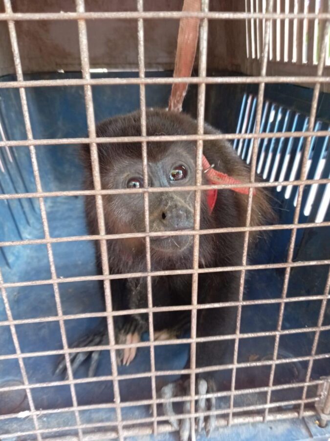 Veterinario recomienda liberar a Molly, mono aullador en su lugar de origen en Nanchital Veterinario recomienda liberar a Molly, mono aullador en su lugar de origen en Nanchital