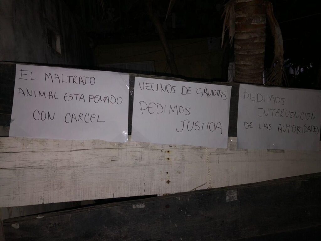 Indignación en Coatzacoalcos por brutal caso de maltrato animal; vecinos exigen justicia Indignación en Coatzacoalcos por brutal caso de maltrato animal; vecinos exigen justicia