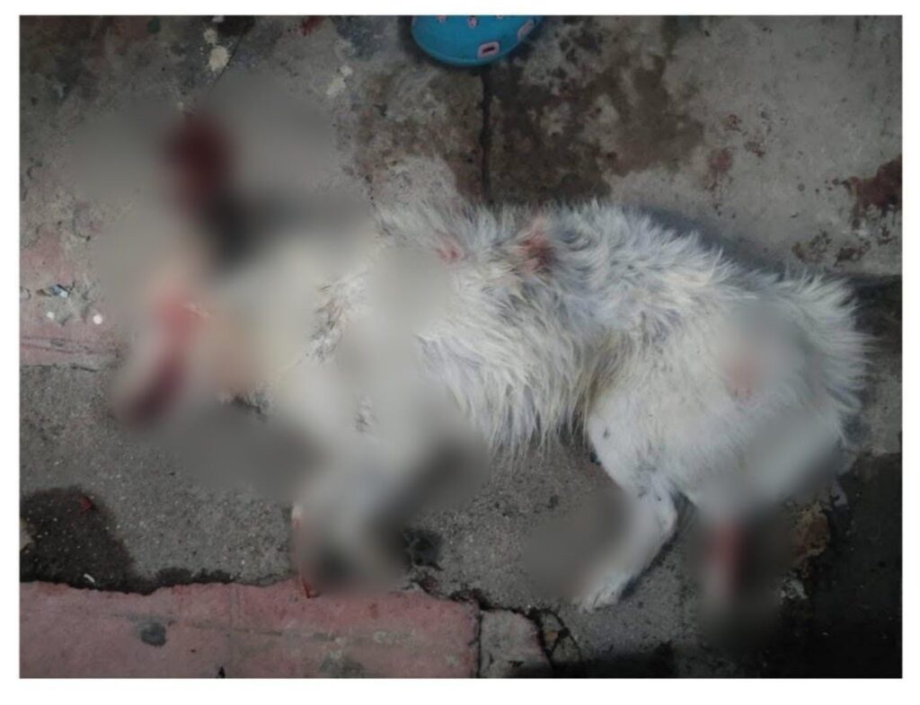 Indignación en Minatitlán: 4s3sin4n a balazos a Pandita, un perro dentro de su propia casa