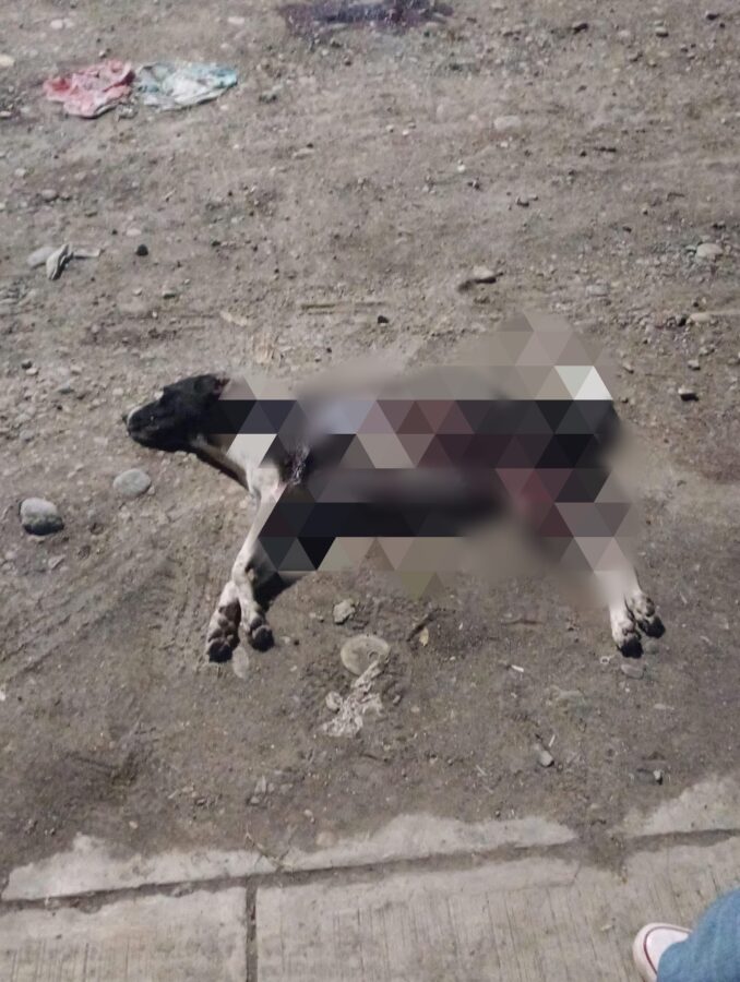 Indignación en Oluta: denuncian a sujeto por 4puñ4l4r a una perra llamada “Delta”; exigen justicia Indignación en Oluta: denuncian a sujeto por 4puñ4l4r a una perra llamada “Delta”; exigen justicia