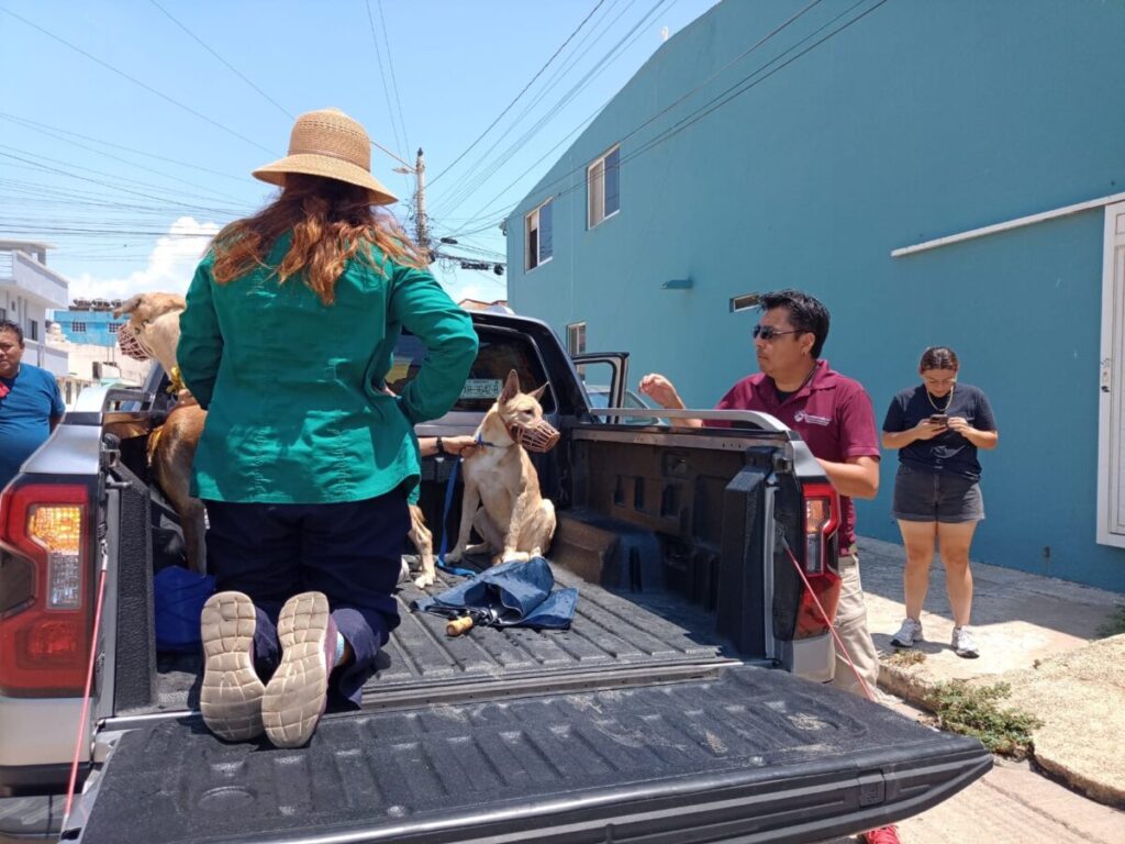 Resguardan a perritos involucrados en caso de m@ltr4t0 animal en Coatzacoalcos