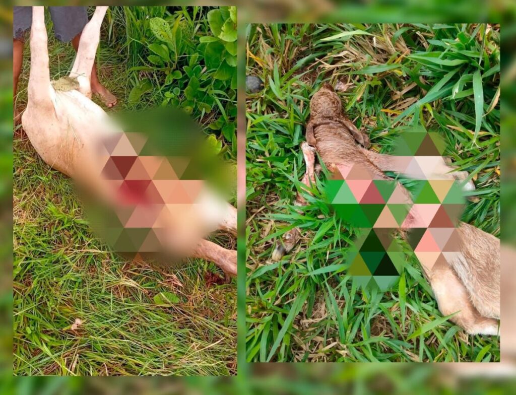 Temor en Guillermo Prieto por ataque de felino; ha m4t4d0 ganado y habría intentado agredir a una persona Temor en Guillermo Prieto por ataque de felino; ha m4t4d0 ganado y habría intentado agredir a una persona