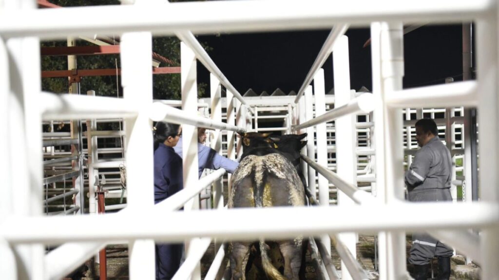 Piden a transportistas de ganado no evadir casetas fitosanitarias en Veracruz; suman 40 casos de gusano barrenador