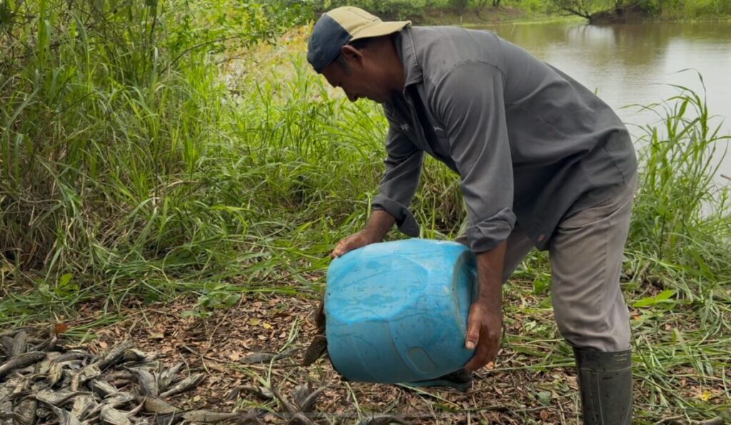 El pez diablo mantiene en crisis a pescadores de Veracruz. Capturan y tiran más de mil quinientos animales diarios