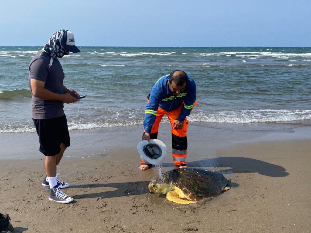 Rescatan tortuga caguama varada y delicada de salud en playa de Coatzacoalcos Rescatan tortuga caguama varada y delicada de salud en playa de Coatzacoalcos