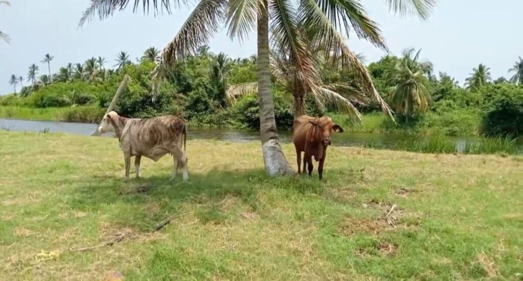 Comienza la caza del felino que aterroriza a comunidad rural de Coatzacoalcos Comienza la caza del felino que aterroriza a comunidad rural de Coatzacoalcos