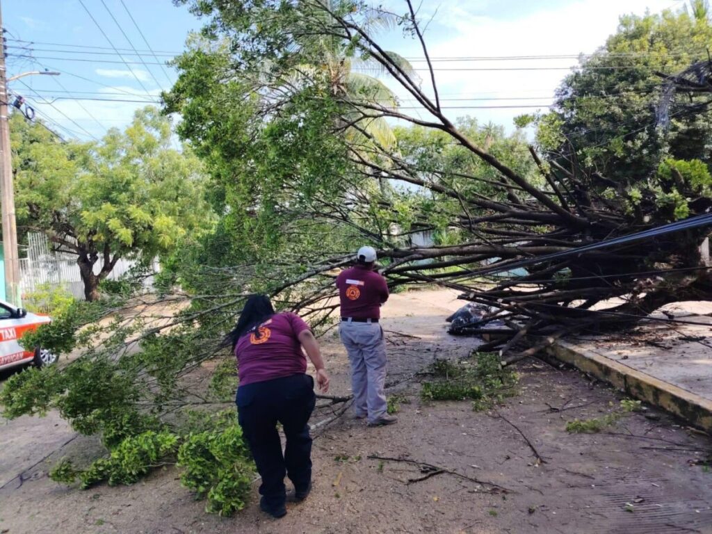 Tormenta eléctrica causa caída de árboles y techos en Acayucan; saldo blanco. Tormenta eléctrica causa caída de árboles y techos en Acayucan; saldo blanco.