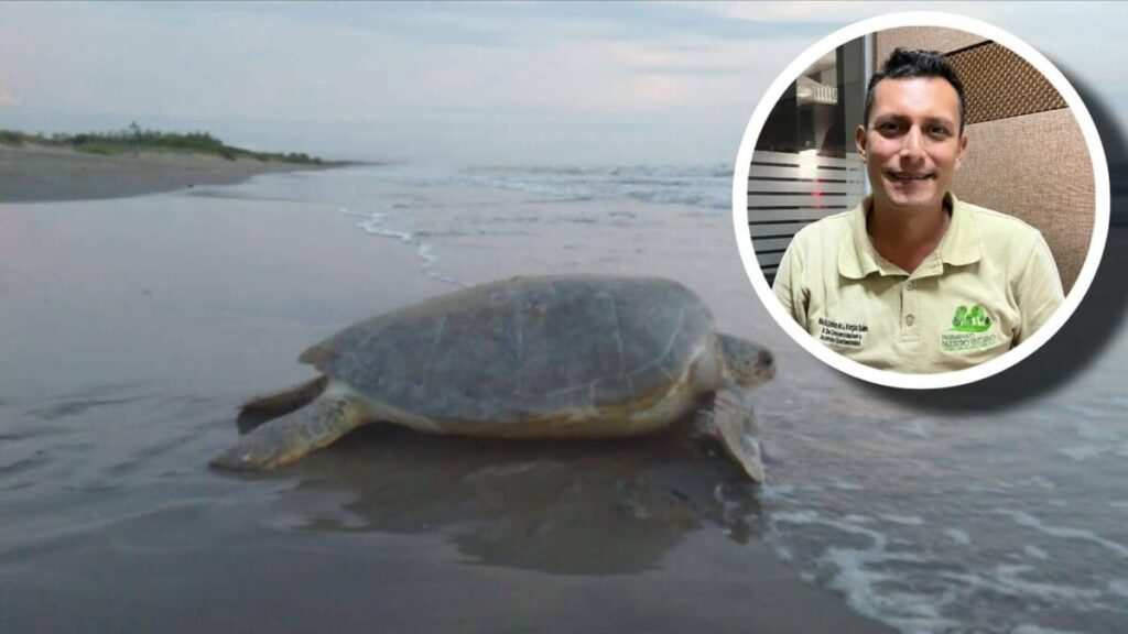 Alerta en Los Tuxtlas: saqueo de huevos de tortuga amenaza la temporada de anidación.