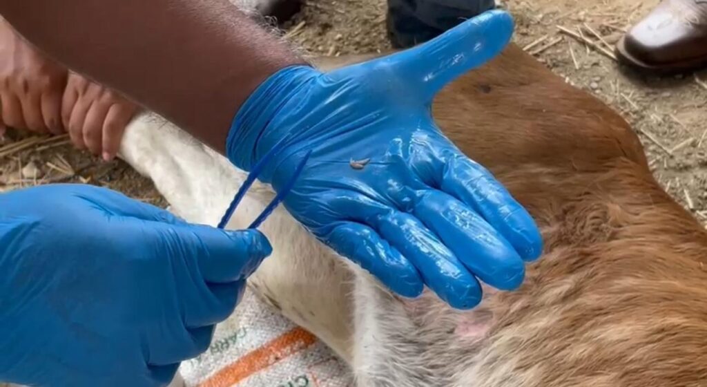 Confirman primer caso de gusano barrenador en ganado de Coatzacoalcos