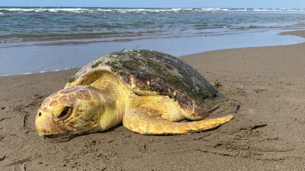 Muere tortuga marina rescatada en playa de Coatzacoalcos; iba a ser operada en Xalapa Muere tortuga marina rescatada en playa de Coatzacoalcos; iba a ser operada en Xalapa