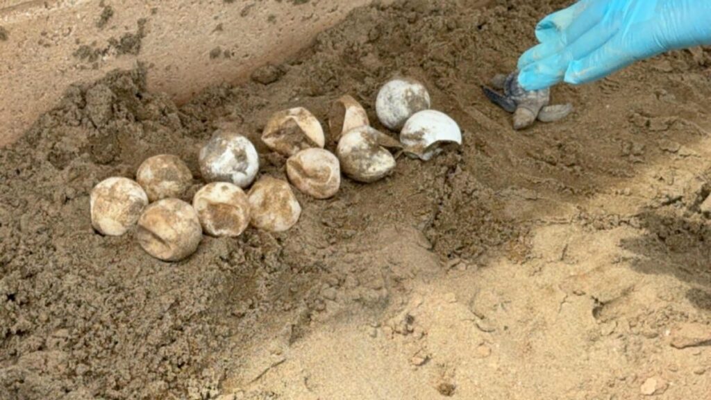 Eclosiona de forma natural nido de tortuga lora en playa de Coatzacoalcos