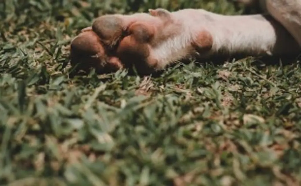 Fiscalía investiga mu3rt3 de 2 perros tras caer de azotea en Xalapa, Veracruz. Fiscalía investiga mu3rt3 de 2 perros tras caer de azotea en Xalapa, Veracruz.