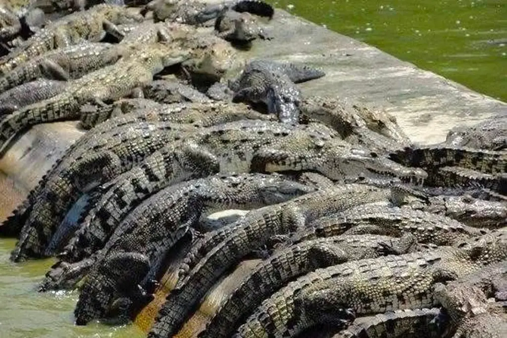 Roban 60 cocodrilos en La Antigua, Veracruz. Roban 60 cocodrilos en La Antigua, Veracruz.