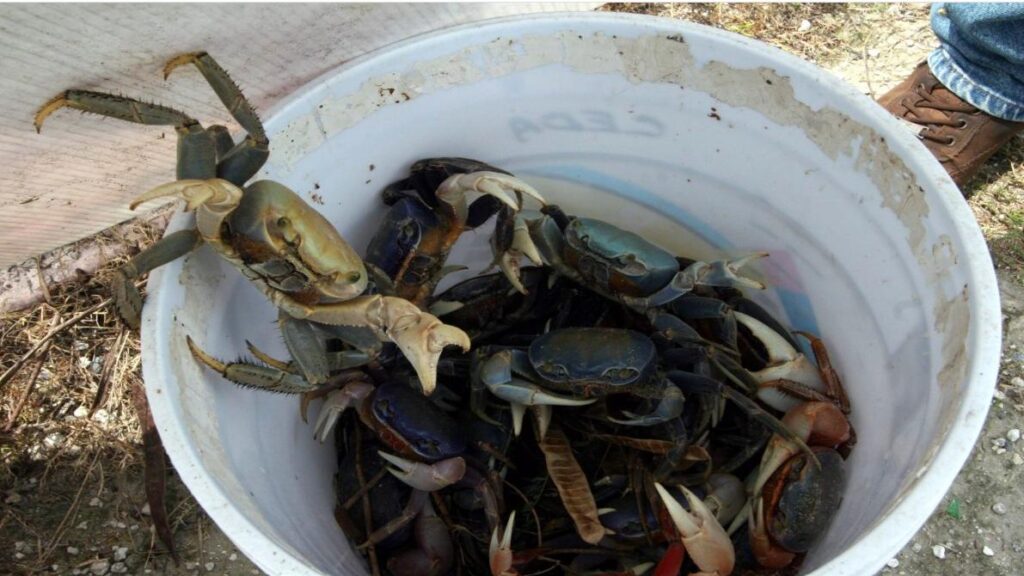 Declaran veda de cangrejo azul en Veracruz hasta septiembre