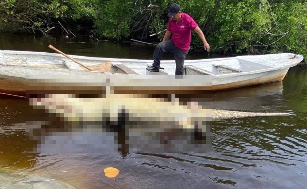 Profepa presenta denuncia penal por la mu3rt3 del cocodrilo “Lucho” en Oaxaca.
