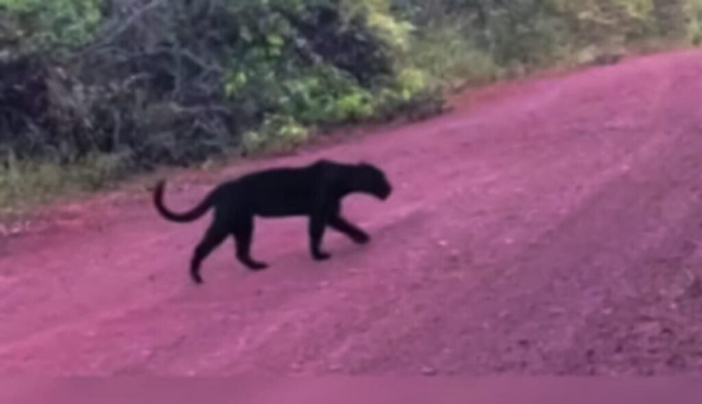 Un jaguar negro sería el que está atacando a ganado en la zona rural de Coatzacoalcos Un jaguar negro sería el que está atacando a ganado en la zona rural de Coatzacoalcos