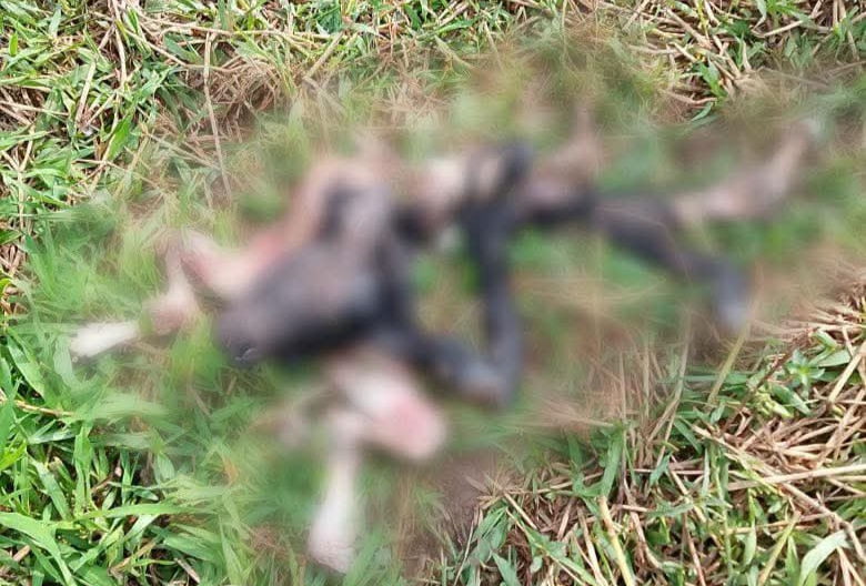 Felino vuelve a @t@c@r en Coatzacoalcos; ahora devoró a cría de búfalo a metros de zona habitada Felino vuelve a @t@c@r en Coatzacoalcos; ahora devoró a cría de búfalo a metros de zona habitada