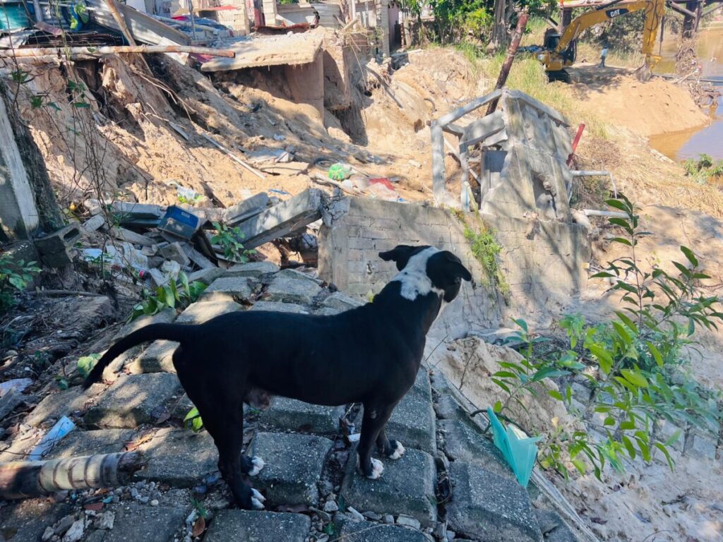 Maltrato animal persiste en Coatzacoalcos; suman más de 70 reportes en lo que va del año