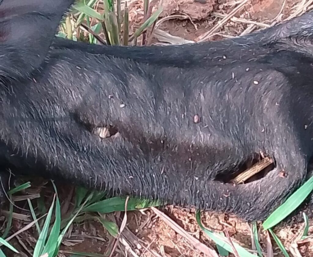 En Villa Allende extreman precauciones por presencia de felino