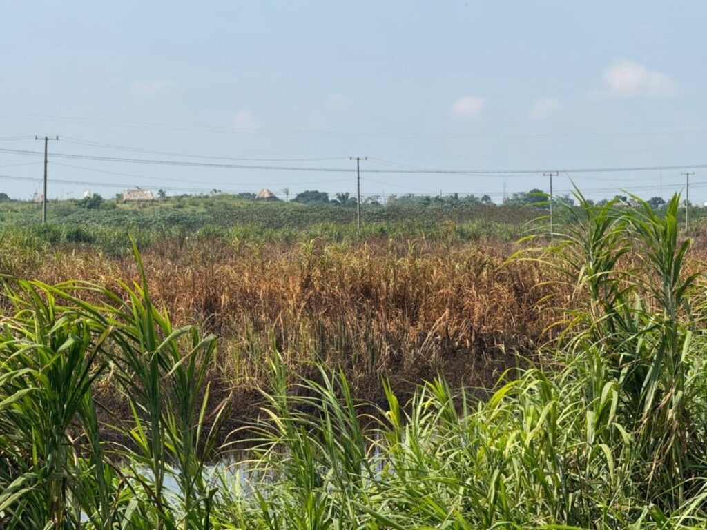Fugas de amoníaco en Veracruz preocupan a la población; Sheinbaum ordena a Pemex atender los casos