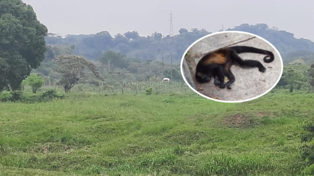 Monos aulladores terminan electrocutados cuando confunden ramas con cables de alta tensión en Ixhuatlan del Sureste