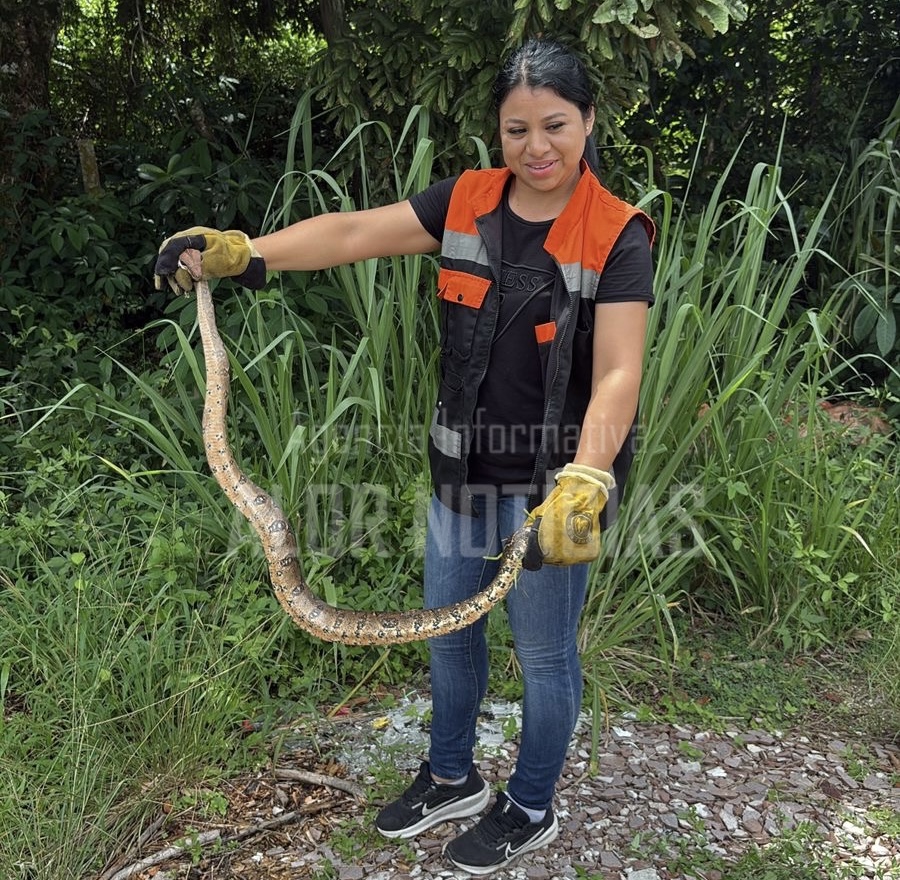 Serpiente de más de metro y medio sorprende en empresa de Las Choapas Serpiente de más de metro y medio sorprende en empresa de Las Choapas