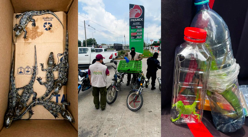 Profepa rescata 40 ejemplares de vida silvestre en la carretera Cárdenas–Coatzacoalcos. Profepa rescata 40 ejemplares de vida silvestre en la carretera Cárdenas–Coatzacoalcos.
