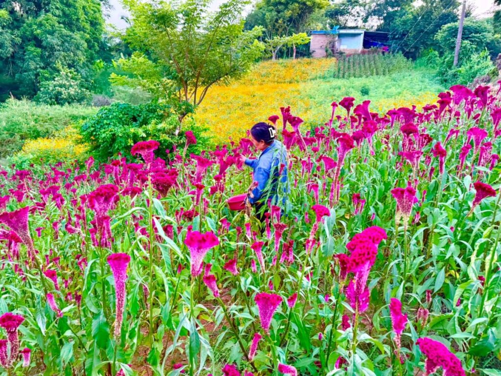 VIDEO: La pradera de las 40 mil plantas de día de muertos en Minatitlán