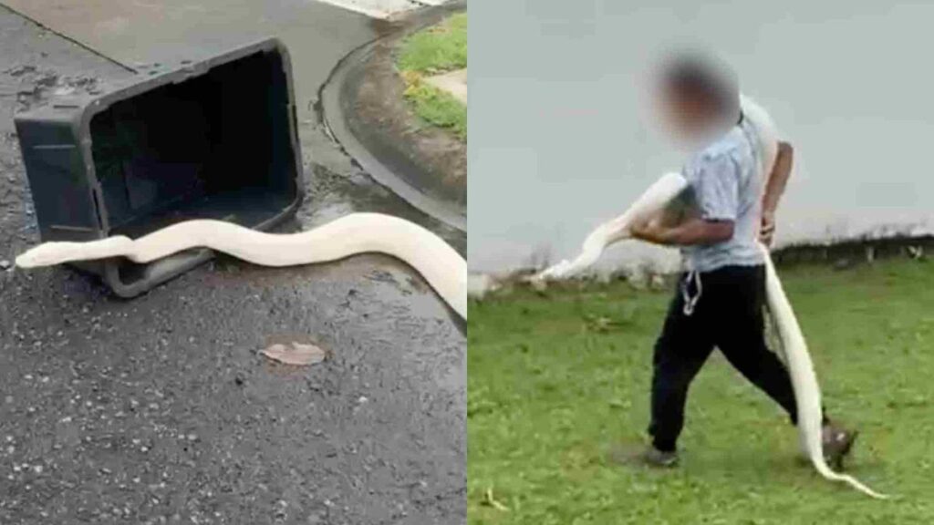 Capturan Boa Albina de Gran Tamaño en la Riviera Veracruzana en Alvarado, Veracruz Capturan Boa Albina de Gran Tamaño en la Riviera Veracruzana en Alvarado, Veracruz