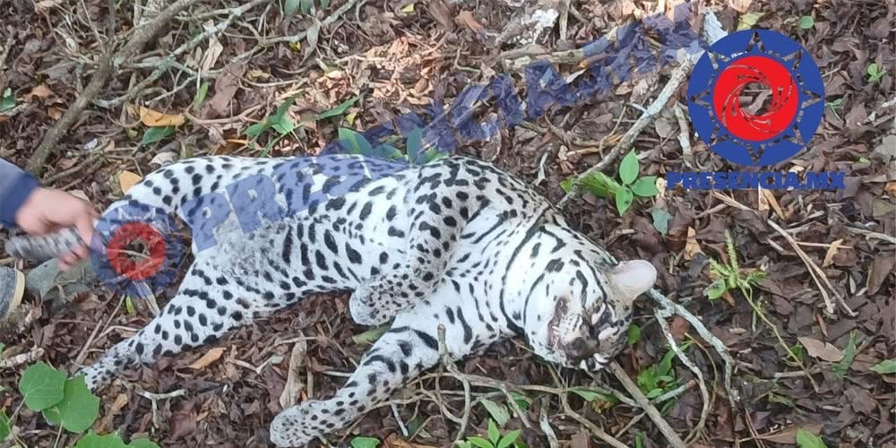 Muere ocelote atropellado en la carretera Las Choapas–Cerro de Nanchital; especie está en peligro de extinción Muere ocelote atropellado en la carretera Las Choapas–Cerro de Nanchital; especie está en peligro de extinción