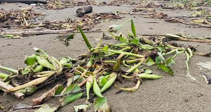 Boas las que más recalan en playas de Coatzacoalcos. PC contabiliza 291 servicios de avistamiento de fauna silvestre Boas las que más recalan en playas de Coatzacoalcos. PC contabiliza 291 servicios de avistamiento de fauna silvestre
