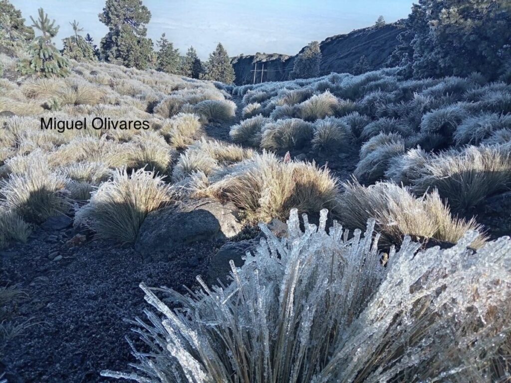 Se registra cencellada en el Cofre de Perote