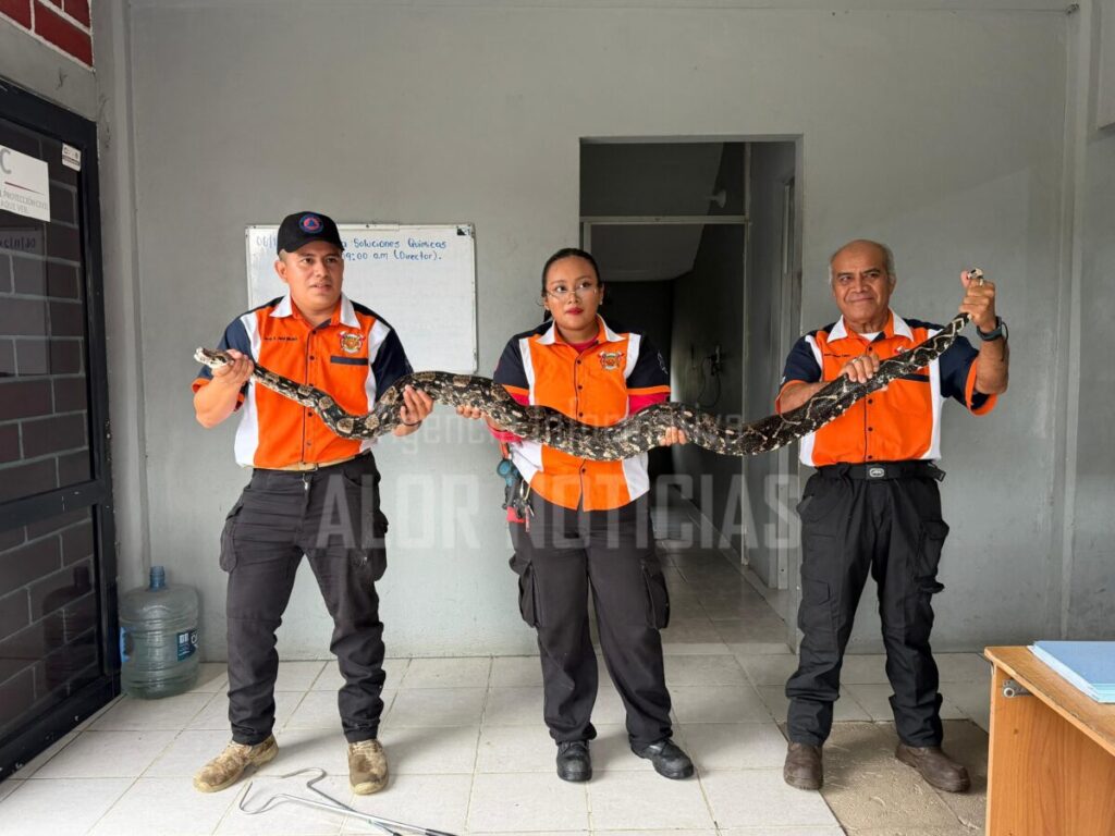 Capturan boa constrictor de casi tres metros en Cosoleacaque