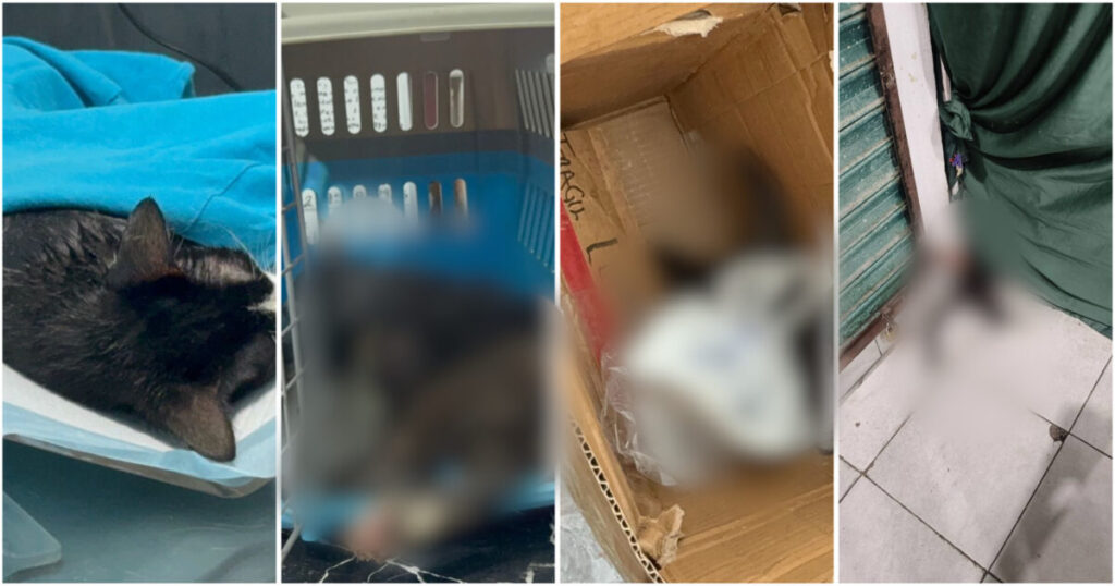 Ind!gn@ción en el mercado Morelos por mu3rt3 masiva de gatos Ind!gn@ción en el mercado Morelos por mu3rt3 masiva de gatos