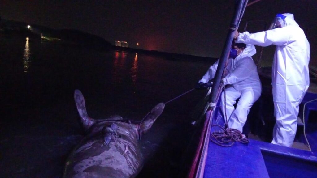 Aparece manatí s!n v!d@en el río Coatzacoalcos; alertan por daño ambiental Aparece manatí s!n v!d@en el río Coatzacoalcos; alertan por daño ambiental